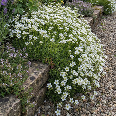 Lot de 6 - saxifraga tapis blanc - saxifrage - h. 10-20 cm