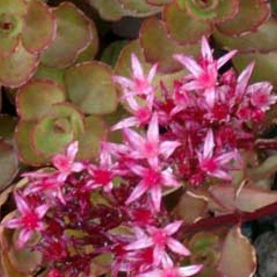 6 x orpin spurium 'schorbuser blut' - sedum spurium 'schorbuser blut' - godet 9cm x 9cm