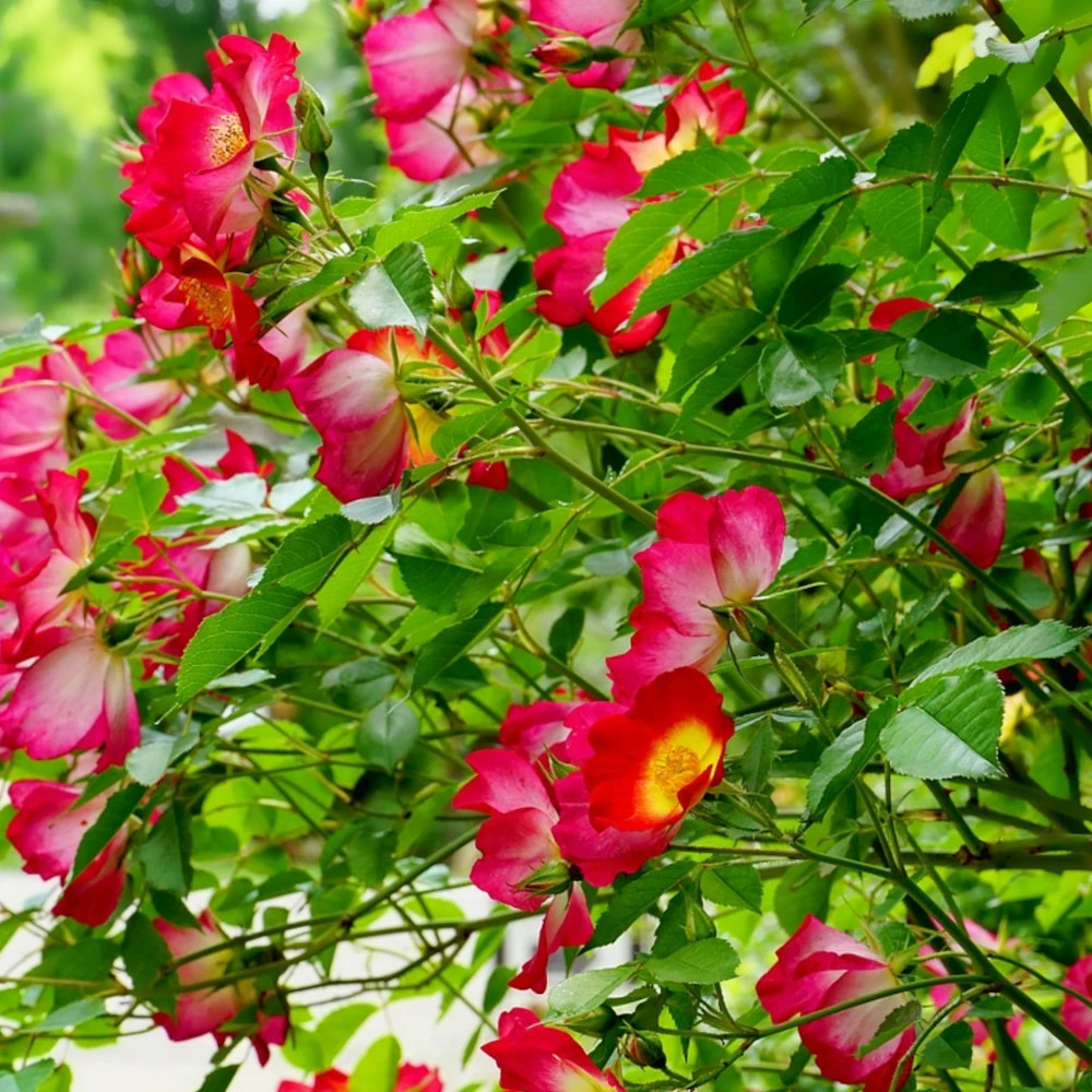 Rosier grimpant vesuvia® 'noa 71680' pot de 5l - touffe