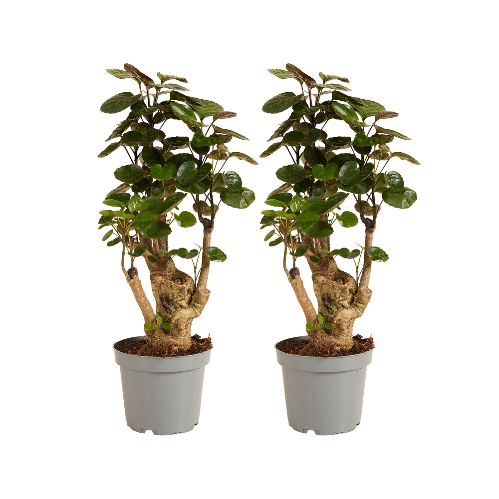Lot de 2 - polyscias fabian - aralia - plantes d'intérieur - 30-40 cm de haut - pot 12 cm