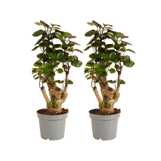 Lot de 2 - polyscias fabian - aralia - plantes d'intérieur - 30-40 cm de haut - pot 12 cm