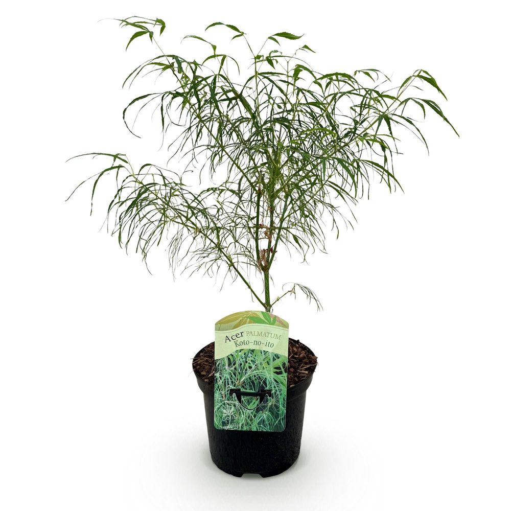 Érable du japon 'koto-no-ito' - pot 19 cm - hauteur 70 cm - plante d'extérieur