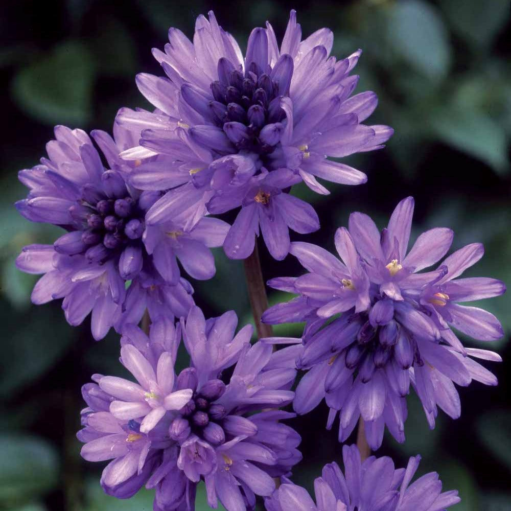 10 dichelostemma congestum - le sachet de 10 bulbes / circonférence 5cm+, vendu par lot de 6