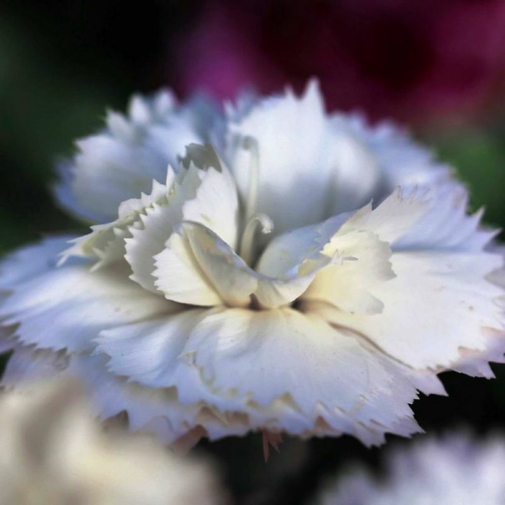 2 Oeillets 'Haytor White' (Dianthus 'Hayto…