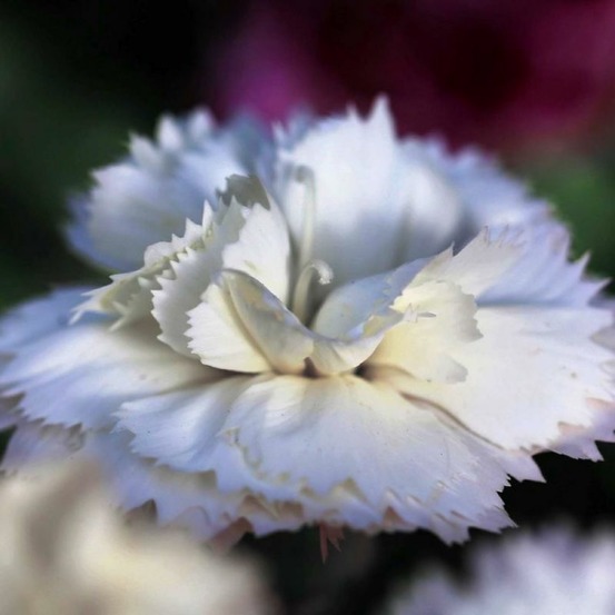 2 Oeillets 'Haytor White' (Dianthus 'Hayto…