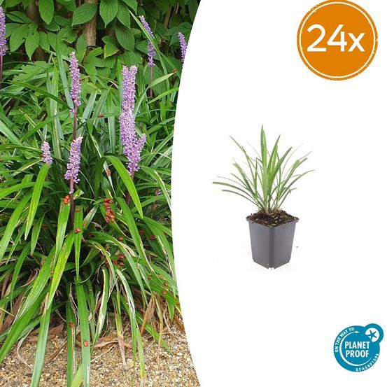 Lot de 24 - liriope muscari 'ingwersen' - h10-25 cm