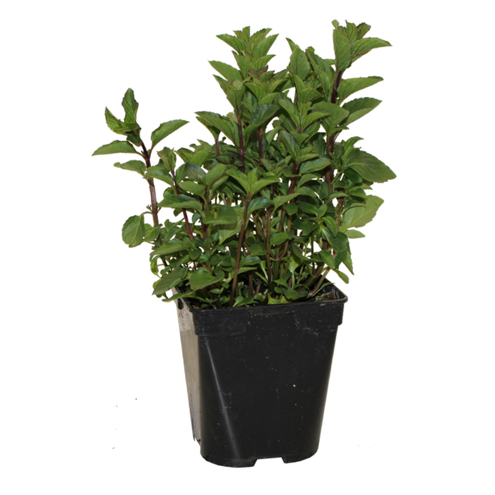 Menthe orange pac pot 1 l