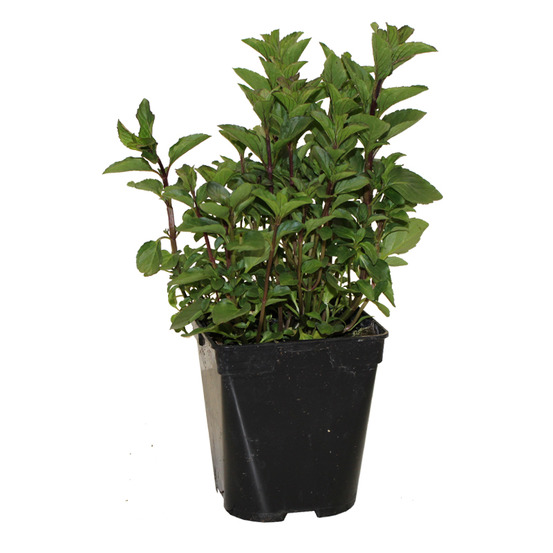 Menthe orange pac pot 1 l