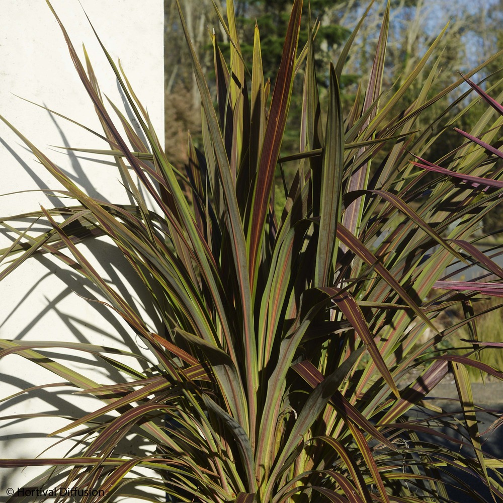 Cordyline 'electric star ' pot de 3l/4l