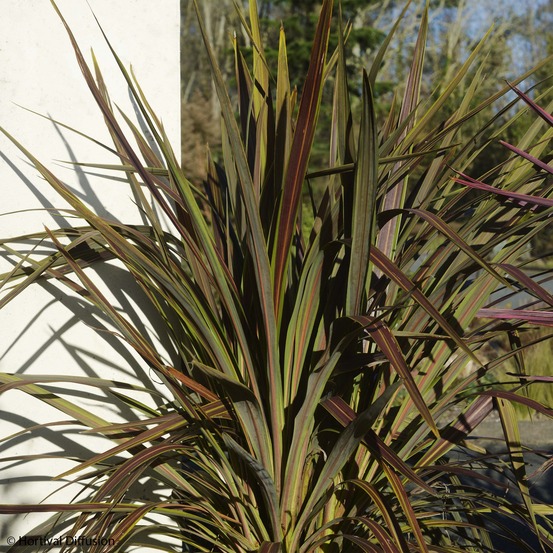 Cordyline 'electric star ' pot de 3l/4l