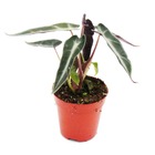 Mini-plantes - ensemble de 5 mini-plantes à feuilles vertes - idéal pour les petits bols et verres baby-plant dans un pot de 5,5 cm