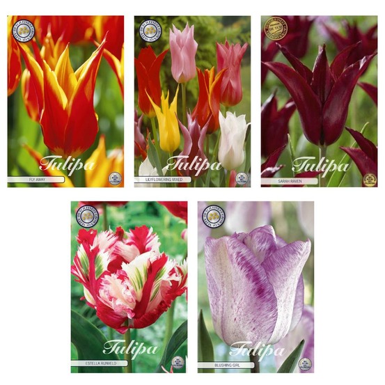 Mélange tulipes - 5 sortes - 35 bulbes