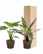 Plante d'intérieur - alocasia lauterbachiana - lot de 2 plantes - coffret cadeau 80.0cm