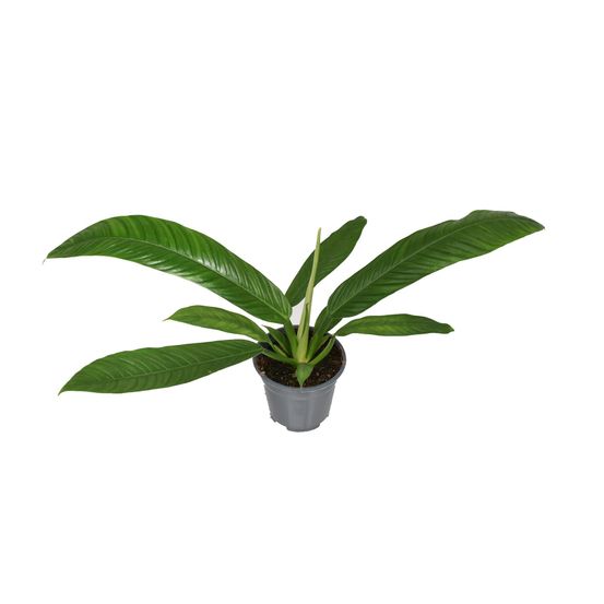 Philodendron campiii p14 - h40 cm - ø14 cm