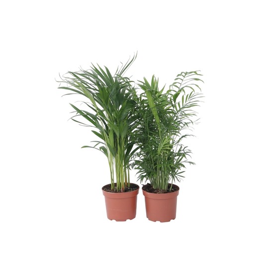 Palmiers d'intérieur - set de 2 - chamaedorea, dypsis - hauteur 50-70cm - ⌀17cm