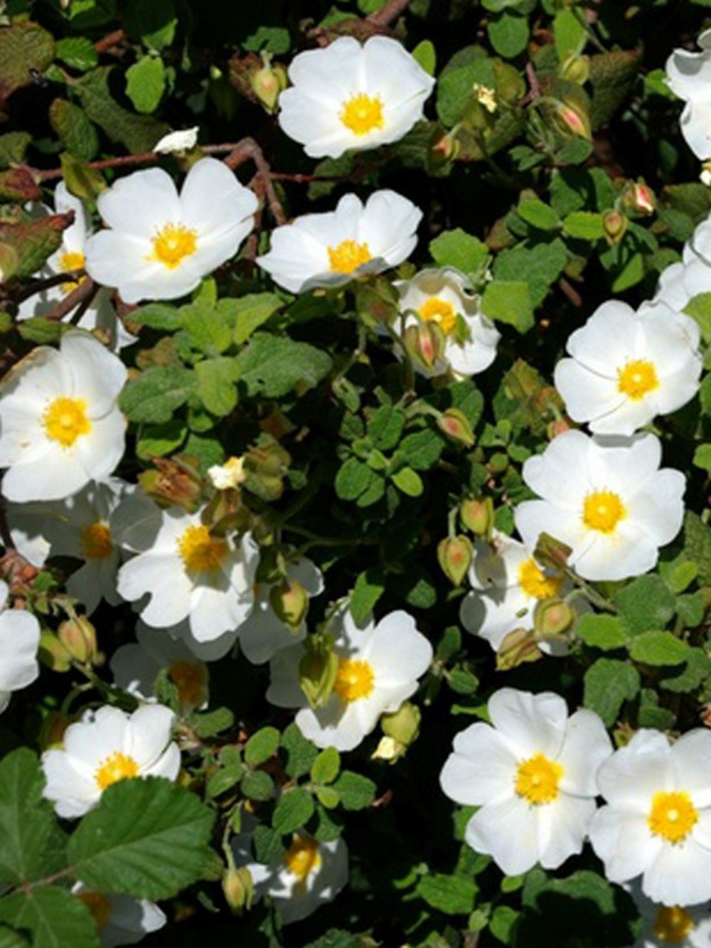 Cisyte à feuilles de sauge pot de 2l/3l