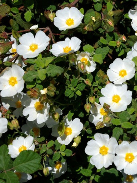 Cisyte à feuilles de sauge pot de 2l/3l