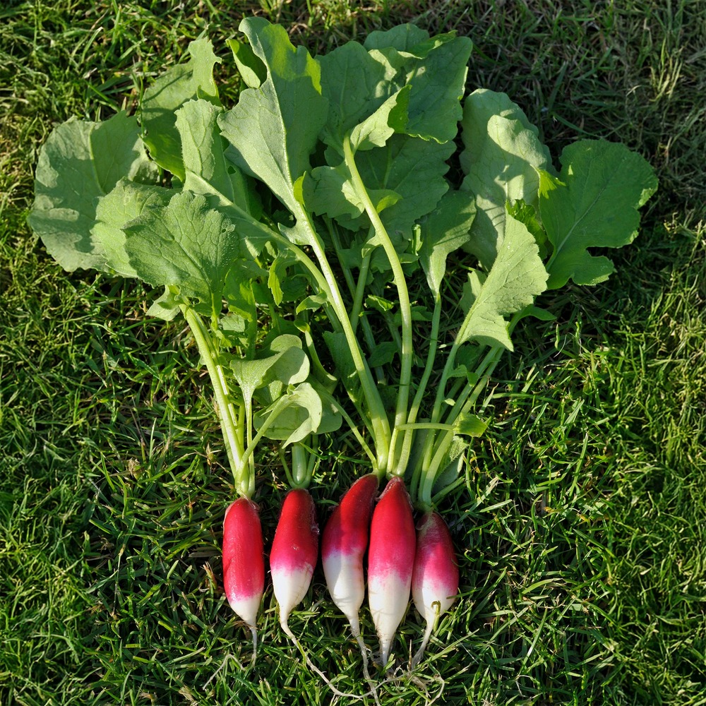 Radis french breakfast bio - le sachet / 3g / ±300 graines