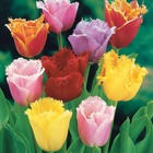 20 tulipes frangées en mélange, le sachet de 20 bulbes / circonférence 10-11cm
