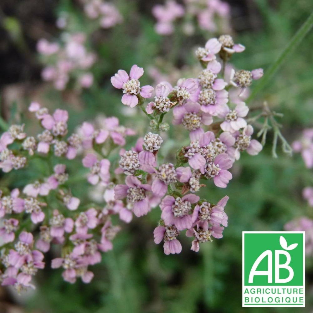 Achillée millefeuille rose madder - sans traitement lot de 3 godets