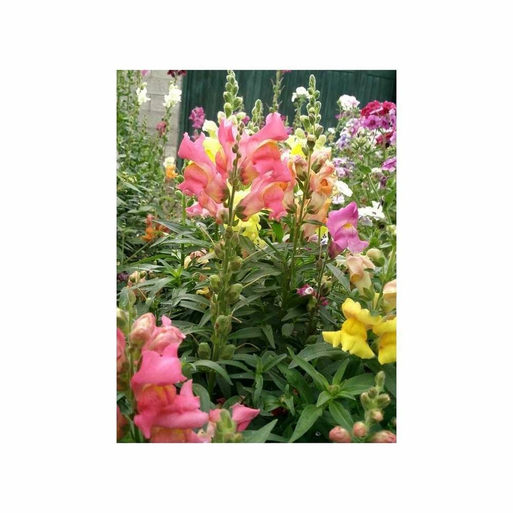 Muflier 1/2 nain Majestic variÃ©