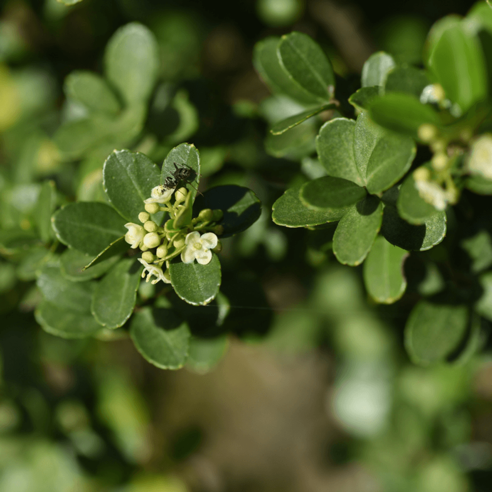 Houx crenata dark green pyramide - ilex crenata dark green pyramide 60cm