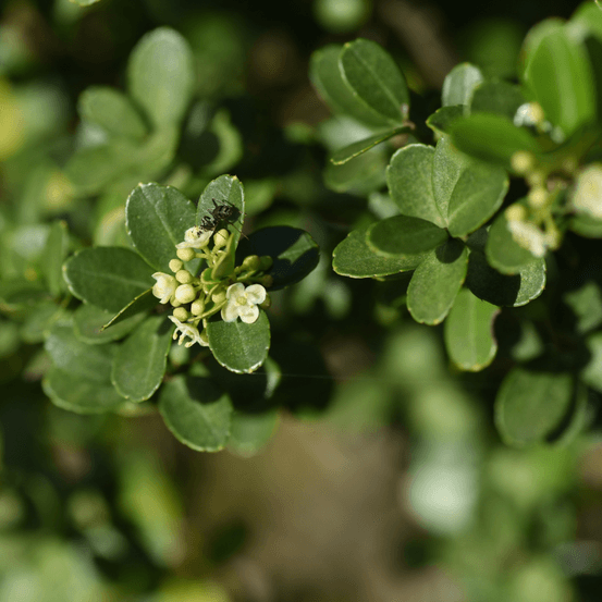 Houx crenata dark green pyramide - ilex crenata dark green pyramide 60cm