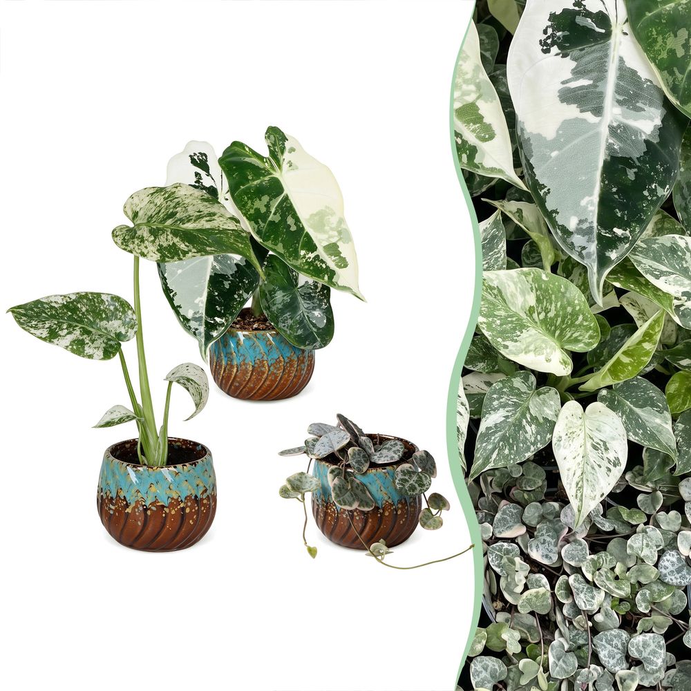 Baby variegata avec cache-pots cuivre - alocasia, monstera et ceropegia panachés - lot de 3 - pot ø6 cm