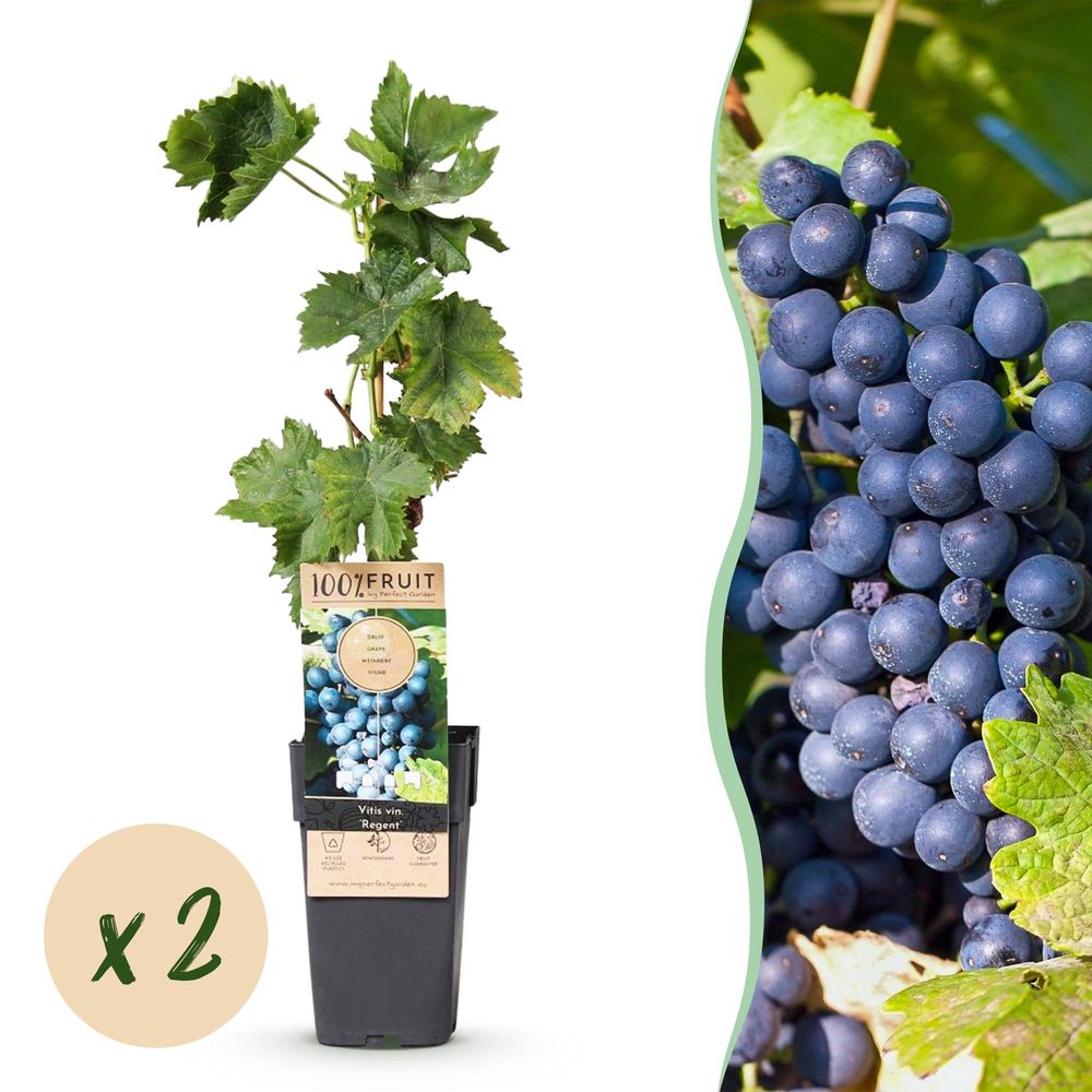 Vigne 'regent' - pot 15 cm - hauteur 50 cm