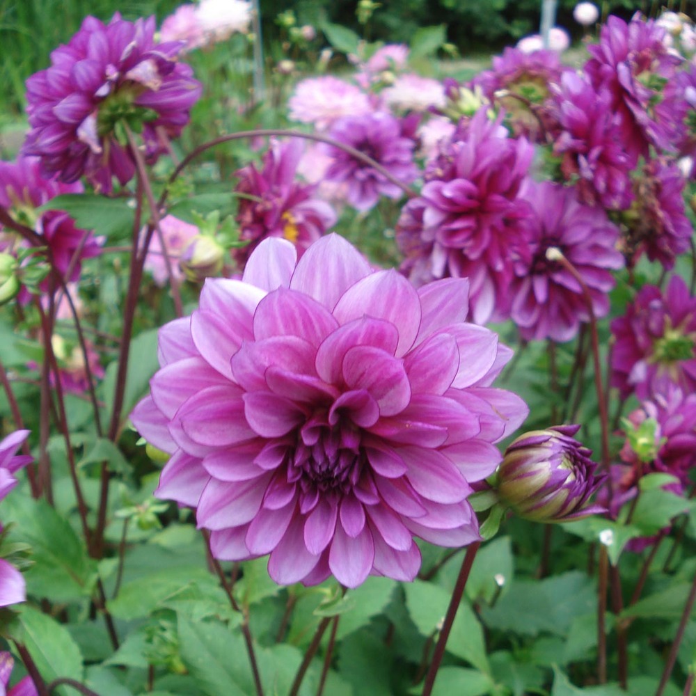 Dahlia gpe décoratif 'blue bell' bulbe calibre i