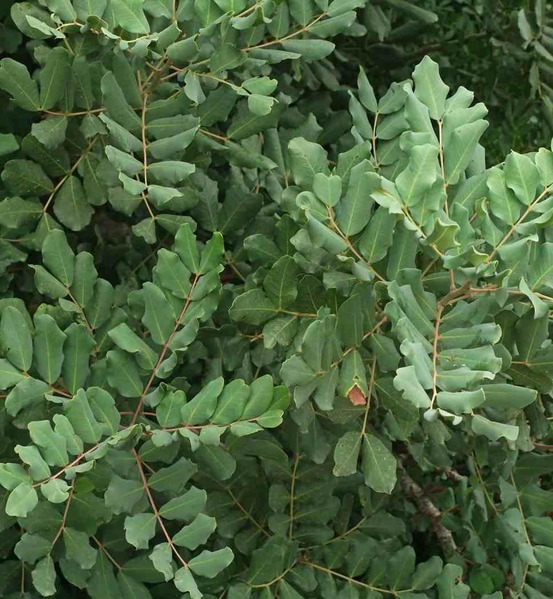 Ceratonia siliqua (caroubier) adulte : substitut au chocolat pot 350l - 200/250cm - péri 50/60