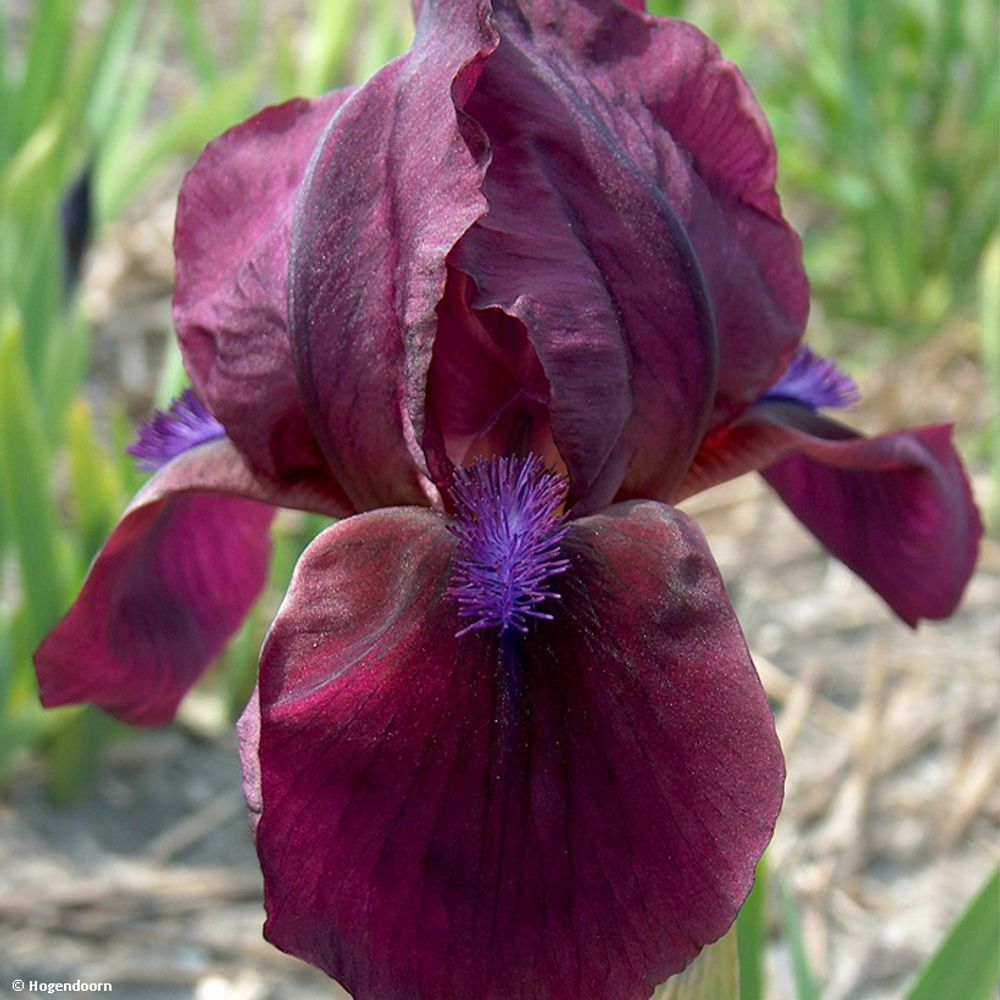 Iris nain 'cherry garden' rhizome, calibre 4/6