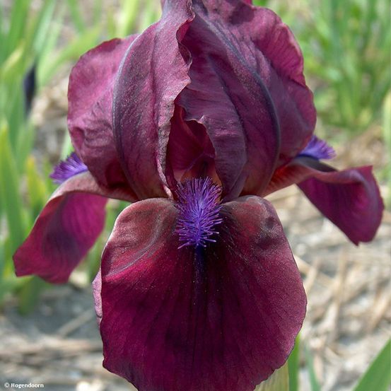 Iris nain 'cherry garden' rhizome, calibre 4/6