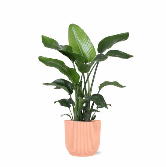 Strelitzia nicolai et son pot relief rose - hauteur 80cm