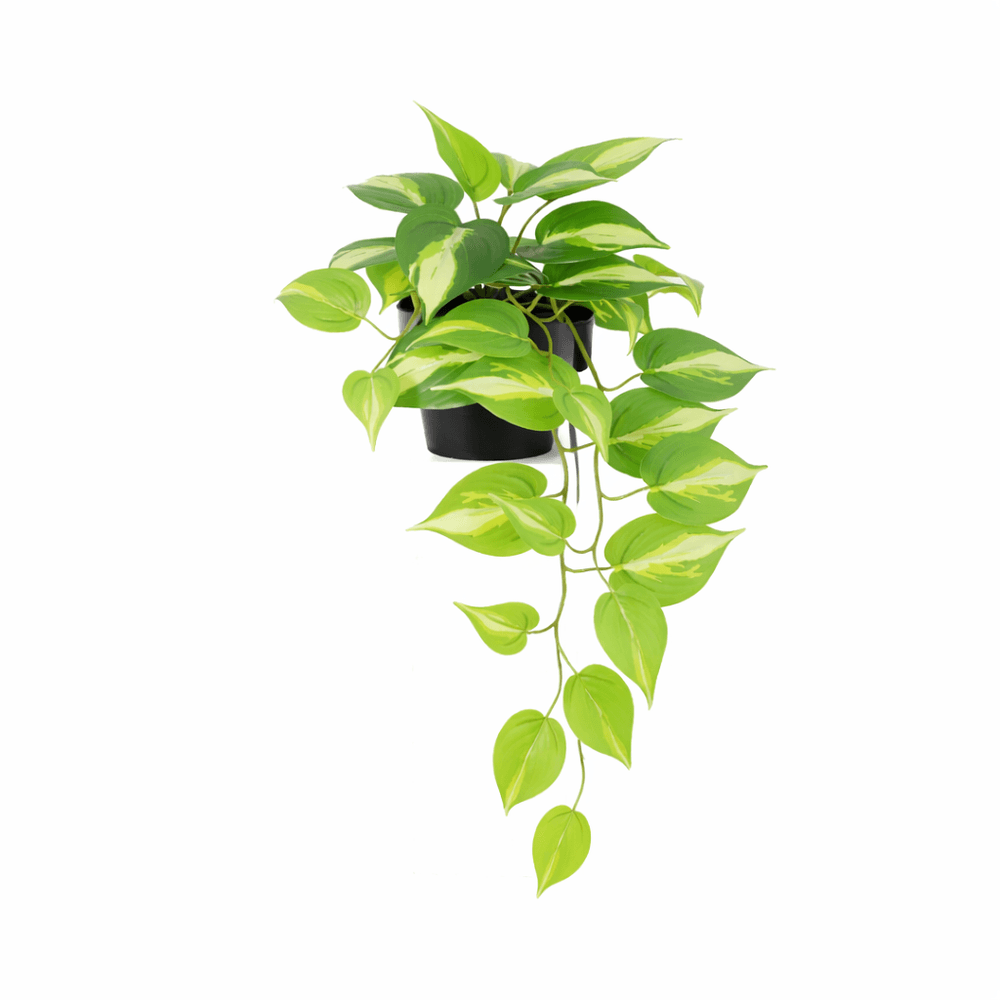 Epipremnum variegata - 37cm - ø9cm - plante artificielle
