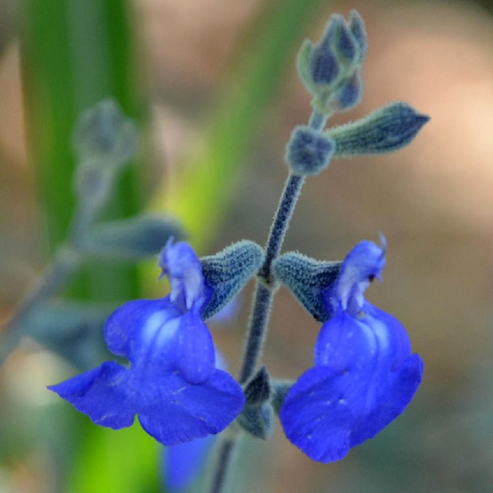 Sauge bleue du mexique 'var. Isochroma' godet de 8/9 cm