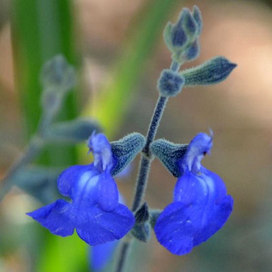 Sauge bleue du mexique 'var. Isochroma' godet de 8/9 cm