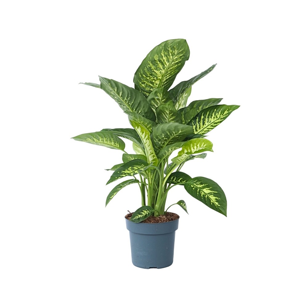 Cannes des muets - dieffenbachia 'tropic' - hauteur 70-80cm - ⌀24cm