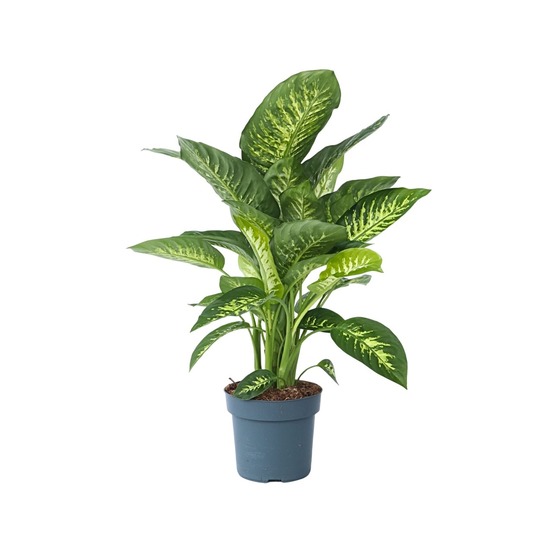 Cannes des muets - dieffenbachia 'tropic' - hauteur 70-80cm - ⌀24cm
