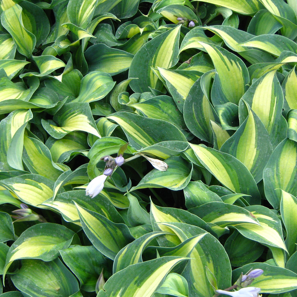 Hosta 'grand marquee' godet de 8/9 cm