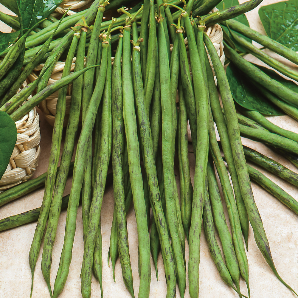 Haricot nain triomphe de farcy - 150 g