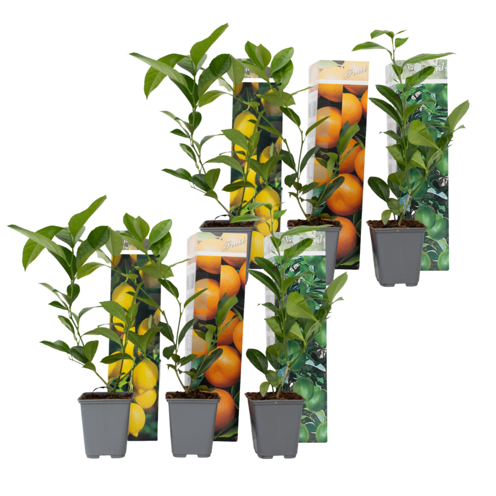 Mélange de citrons - set de 6 - citrus limon - hauteur 25-40cm - ⌀9cm