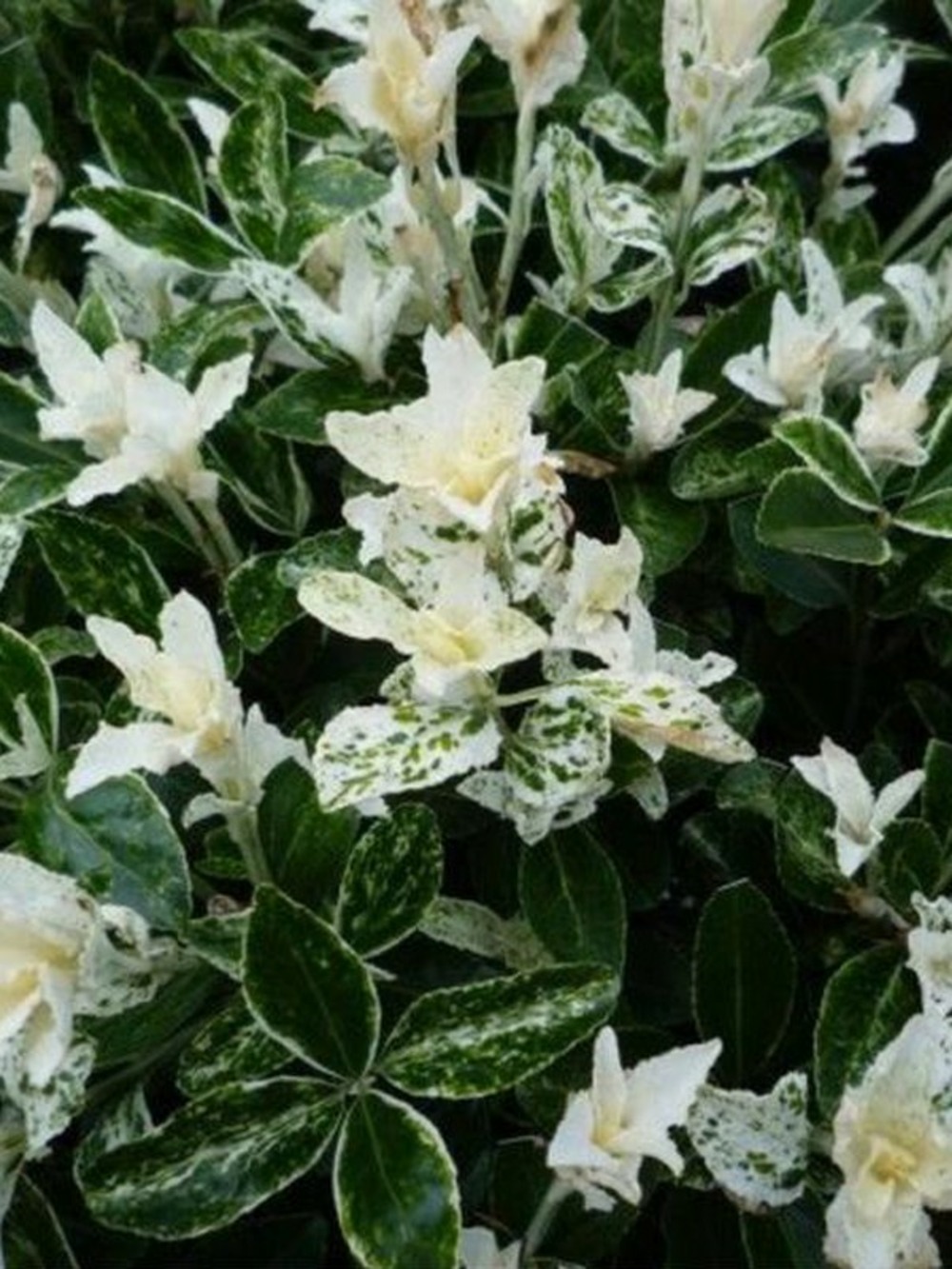 Fusain du japon 'pierrolino'® pot de 1,5l/2l