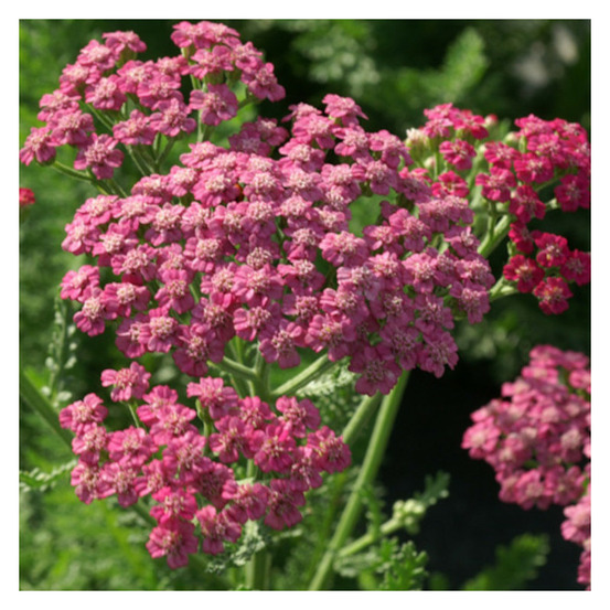 Achillée pink grapefruit godet - 5/20 cm