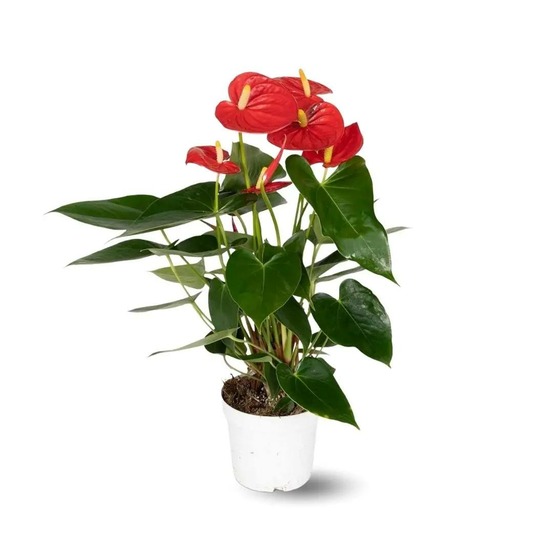 Anthurium rouge - plante d'intérieur - ↕ 30-40 cm - ⌀ 12 cm - plante fleurie