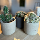 Lot 3 cactus en pot de 8 cm (b)