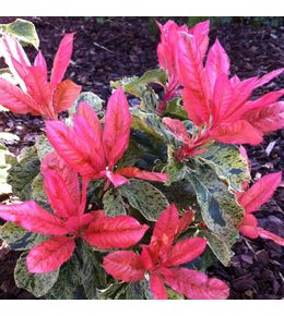 Photinia 'pink crispy' pot de 2l/3l