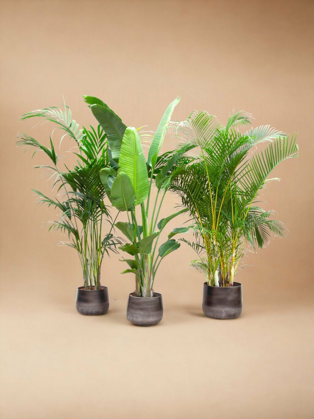Plante d'intérieur - palmier kentia, strelitzia augusta, palmier areca - lot de 3 plantes - coffret cadeau 0cm