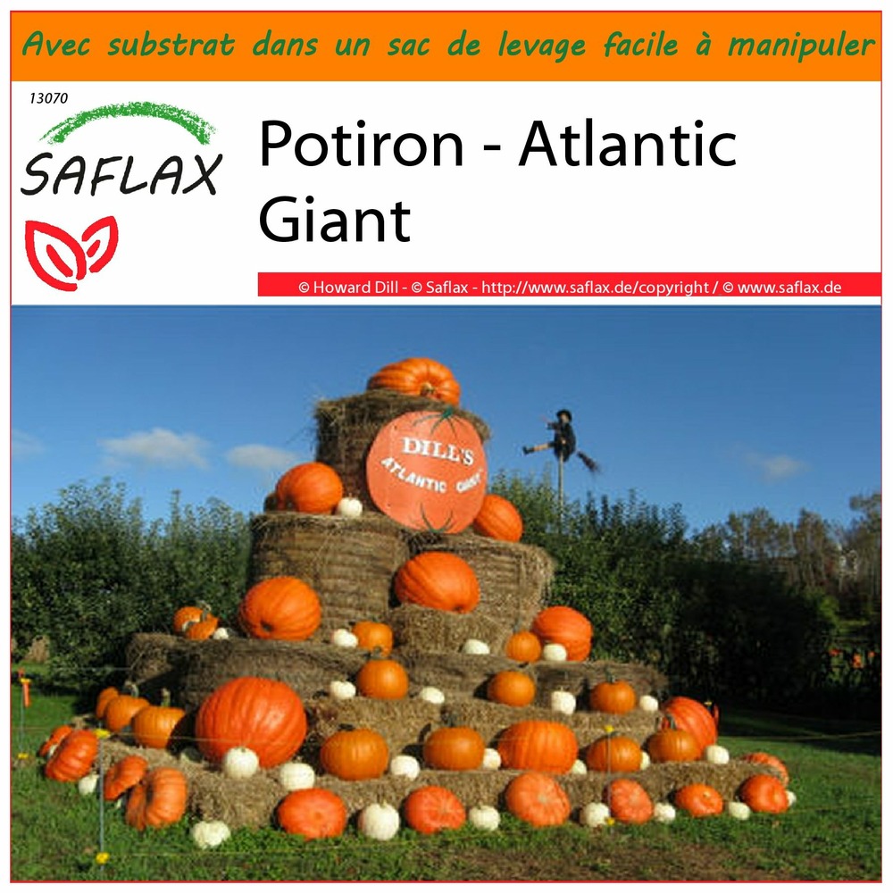 Garden in the bag - potiron - atlantic giant - 7 graines - cucurbita maxima