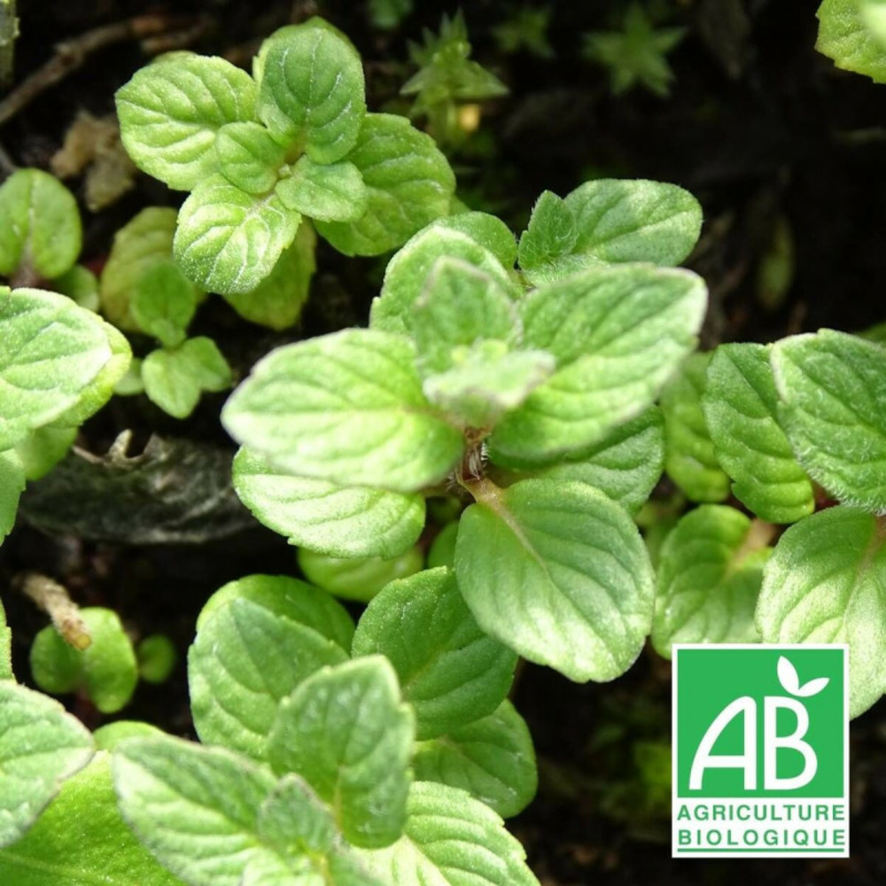 Menthe grise - sans traitement godet - 5/20 cm